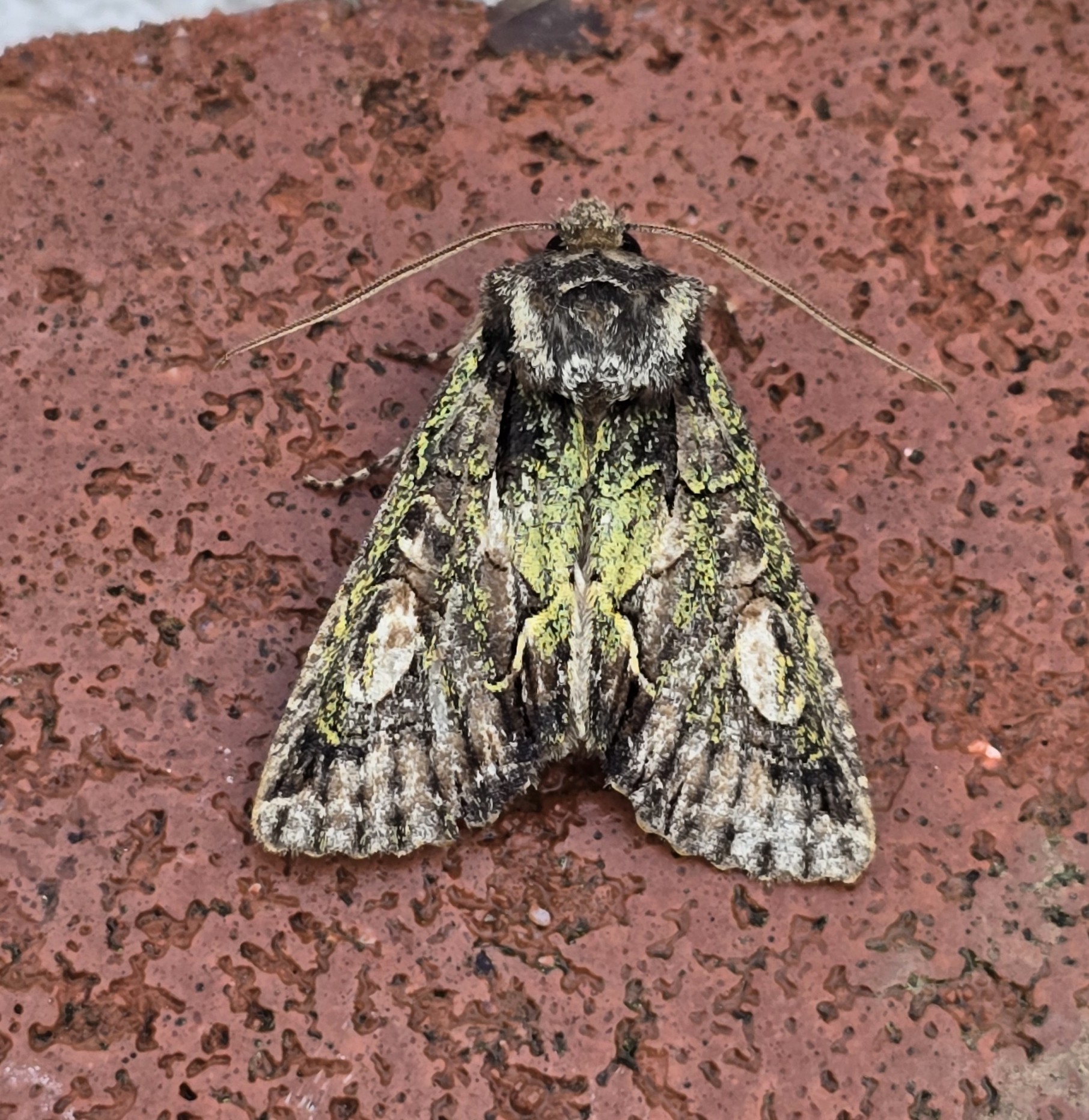 Photo of Green-brindled Crescent (Allophyes oxyacanthae)
